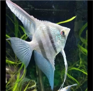 Belem Sky Blue Angelfish • Buy Fish Online