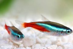 Neon Tetra-