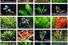 Mixed Bag of 10 Plants
