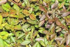 Alternanthera versicolor