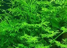 Ceratopteris siliquosa