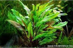 Cryptocoryne wendtii (long)