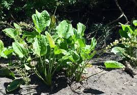 Echinodorus grandiflorus