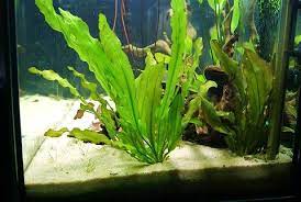 Echinodorus martii hybrid