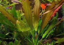 Echinodorus osiris rubra