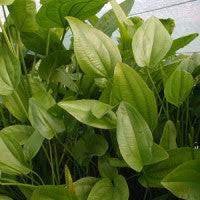 Echinodorus radicans