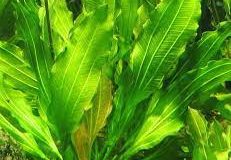 Echinodorus subulatus