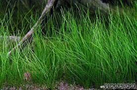 Eleocharis acicularis (Hair Grass)
