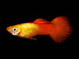 Golden Head Guppy Male