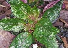 Hemigraphis colorata (exotica)