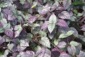 Hemigraphis colorata