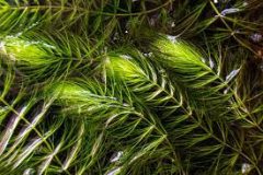 Hornwart 30cm Strand
