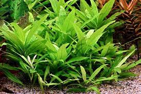 Hygrophila corymbosa stricta