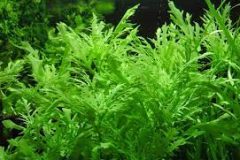 Hygrophila difformis (wisteria)