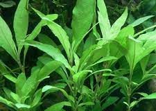 Hygrophila siamensis