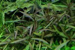 Hygrophila spp (long leaves)