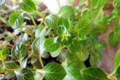 Ludwigia Brocklee Green