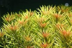 Ludwigia inclinata (Kuba)