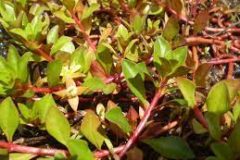 Ludwigia repens
