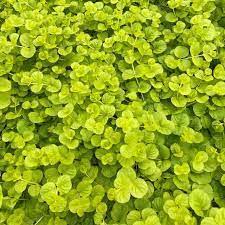 Lysimachia nummularia