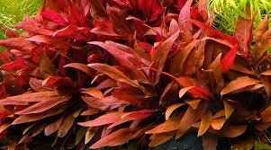 Alternanthera Reneckii rosaefolia