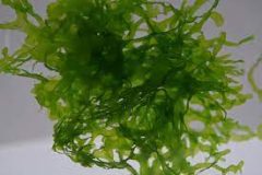 Suss Wassertang Portion