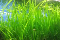 Vallisneria Unpotted