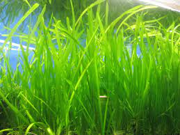 Vallisneria Unpotted