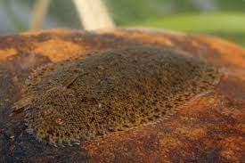 Freshwater Sole Fish • Buy Fish Online