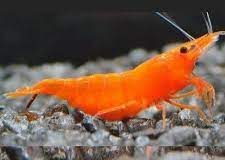 Orange Sakura Shrimp