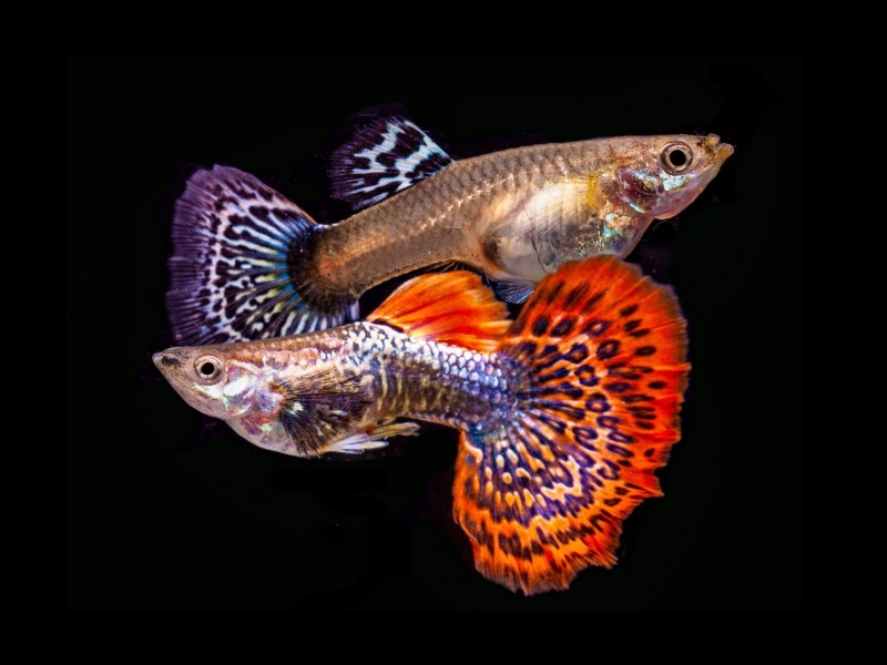 Red Dragon Guppy Pair