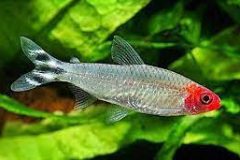 Rummynose Tetra