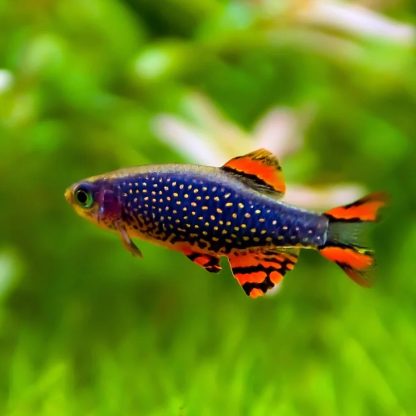 Buy Fish Online - Buy Fish Online
