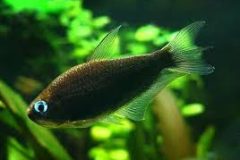 Black Emperor Tetra-