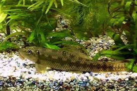 Chinese Algae Eater-