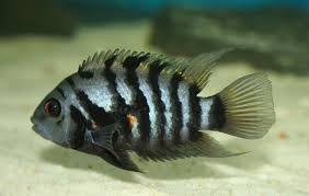 Convict Cichlid sml