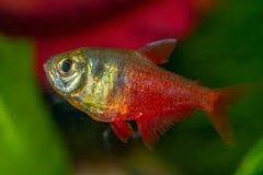 Flame Tetra-