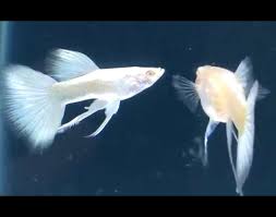 Full Platinum Albino Guppy - Clean Strain Pairs