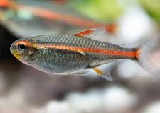 Glowlight Tetra-