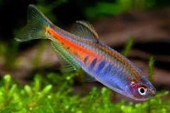 Glowlight Danio-