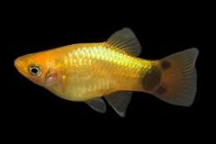 Neon Gold / Gold Mickey Mouse Platy-