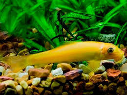 Golden Algae Eater 5cm