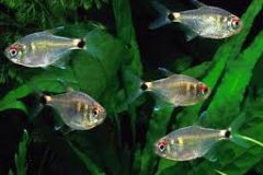 Head & Tail light Tetra-