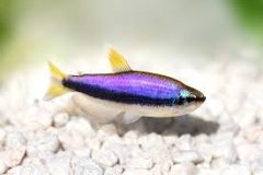 Kerri Super Blue Tetra-