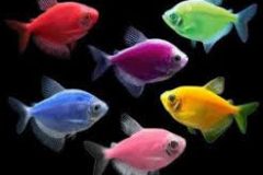 Mixed Colors GMO Widow-