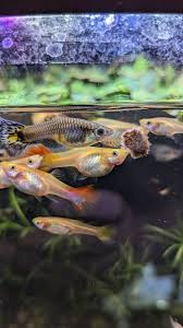 Mixed Guppy Female-