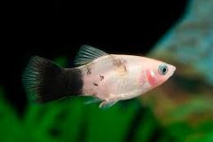 Panda Platy-