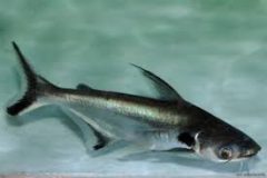 Pangasius 7cm