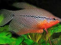 Pearl Gourami-