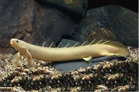 Polupterus Senegalus-